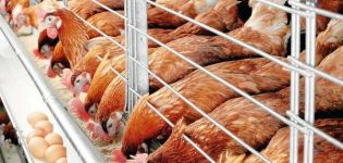 Csirkék télen történő gondozásának és karbantartásának szabályai kezdőknek otthon