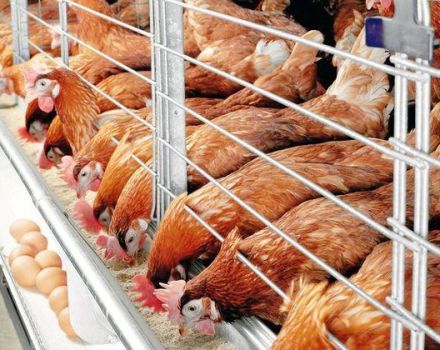 Regole per la cura e il mantenimento dei polli in inverno per i principianti a casa