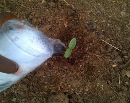 L’ús i tipus d’adobs de potassa per a cogombres