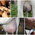 De reden voor het verschijnen van bloed in melk bij een geit, wat te doen en behandelingsmethoden