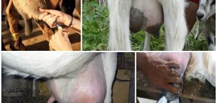 Razlog pojave krvi u mlijeku kod koze, što učiniti i metode liječenja