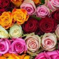 Opis i opis sorte, uzgoja i njege kenijske ruže