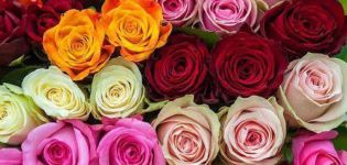 Description and description of the Kenyan rose variety, cultivation and care