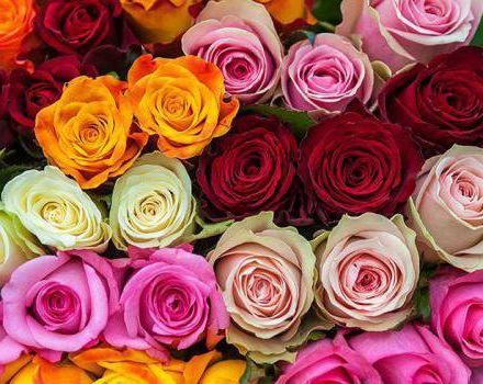 Description and description of the Kenyan rose variety, cultivation and care