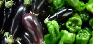 Is het mogelijk om aubergines en paprika's in dezelfde kas of open veld te planten?