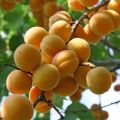 Beschreibung der Lel Aprikosensorte und ihrer Eigenschaften, Vorteile und Pflanzmerkmale