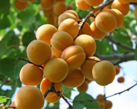 Beschrijving van het abrikozenras Lel en zijn kenmerken, voordelen en plantkenmerken