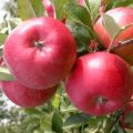 Description, characteristics and breeding history of Ligol apple trees, growing rules
