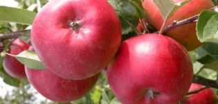 Mô tả, đặc điểm và lịch sử nhân giống của cây táo Ligol, quy luật trồng trọt