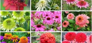 Regler för plantering och vård av flerårig echinacea, 10 bästa sorter för öppen mark