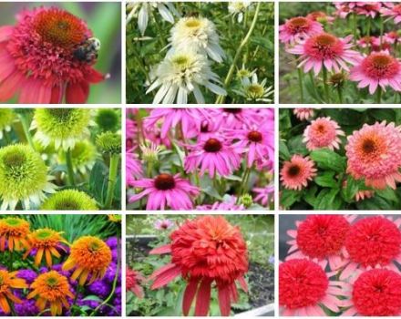 Regler for plantning og pleje af flerårig ekkinacea, 10 bedste sorter til åben jord