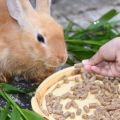 Công thức thức ăn hỗn hợp cho thỏ tại nhà và phụ cấp hàng ngày
