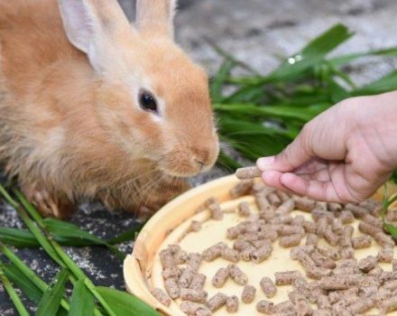 Sammensatte foderopskrifter på kaniner derhjemme og dagligt tilskud
