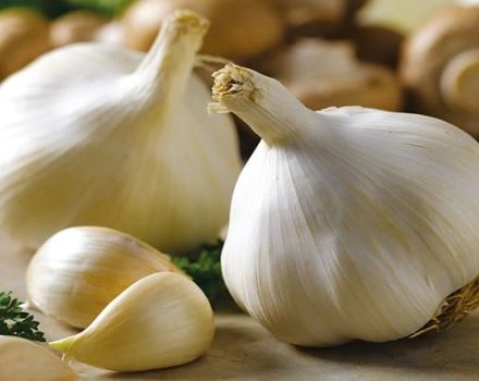 Description of the Gulliver garlic variety, features of cultivation and care