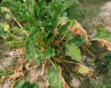 Why beet leaves turn yellow and curl and what to do