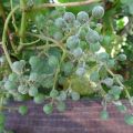 Hoe om te gaan met echte meeldauw (echte meeldauw) op druiven met traditionele en chemische middelen, hoe beter te verwerken
