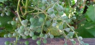 Hoe om te gaan met echte meeldauw (echte meeldauw) op druiven met traditionele en chemische middelen, hoe beter te verwerken