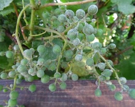 Come affrontare l'oidio (oidio) sull'uva con mezzi popolari e chimici, meglio elaborarli