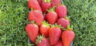 Description and characteristics of diamant strawberries, planting and care