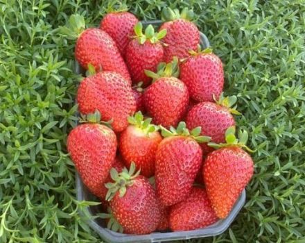 Description et caractéristiques des fraises diamantées, plantation et entretien
