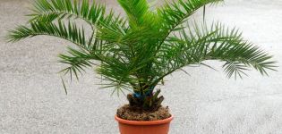 Growing the Luxor canary date from seeds at home, palm care and prevention