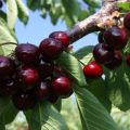 Descrizione e caratteristiche delle ciliegie Valery Chkalov, coltivazione e cura