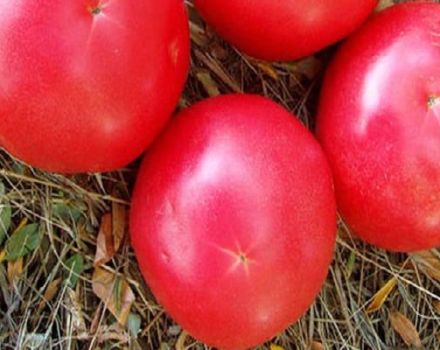 Beschrijving van de tomatenvariëteit rozemarijn en zijn kenmerken