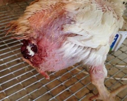 Què fer si un pollastre ha caigut de l’oviducte, les causes i el tractament
