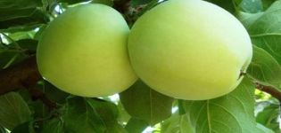 Opis odrody jabloní Rossiyanka, charakteristika zimnej mrazivosti a úrody