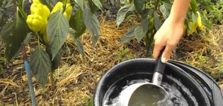 Cum se folosește azotul de calciu, potasiu și amoniu pentru a hrăni piperul