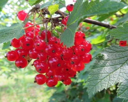 Beskrivelse og karakteristika for Natali rødbærsorter, plantning og pleje