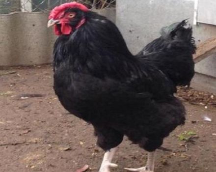 Description of the Russian black bearded breed of chickens Galan and the rules of maintenance