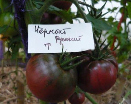 Juodųjų rusų pomidorų veislės, derlingumo ir auginimo aprašymas
