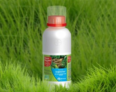 Instructies voor het gebruik van het fungicide Infinito en consumptietarieven