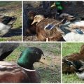 Opis i značajke patki pasmine Rouen, pravila za njihovo održavanje