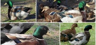 Description and features of the ducks of the Rouen breed, the rules for their maintenance