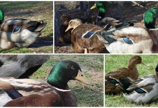 Opis i značajke patki pasmine Rouen, pravila za njihovo održavanje