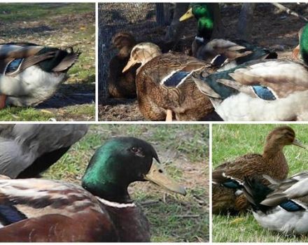 Description and features of the ducks of the Rouen breed, the rules for their maintenance