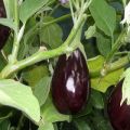 Beskrivelse af auberginesorten Robin Hood, dens egenskaber og udbytte