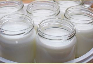 Perché il latte vaccino non diventa acido nello yogurt, ragioni e cosa fare