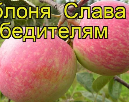 Popis a charakteristika odrůdy jablek Sláva vítězům, pěstování a péči