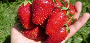 Opis i cechy odmiany truskawki Vityaz, niuanse uprawy