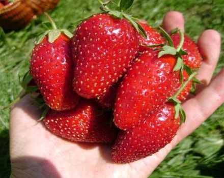 Περιγραφή και χαρακτηριστικά της ποικιλίας φράουλας Vityaz, οι αποχρώσεις της καλλιέργειας