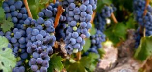 A Zinfandel (Primitivo) szőlőfajtájának leírása, termésjellemzők és fagyállóság