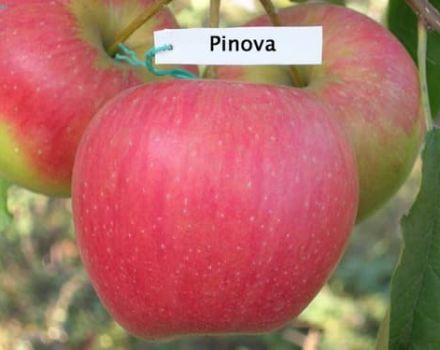 Beskrivelse og karakteristika for sorten Apple Pinova, dyrkning i forskellige regioner