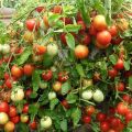 Mô tả về giống cà chua Alenka và đặc điểm của nó
