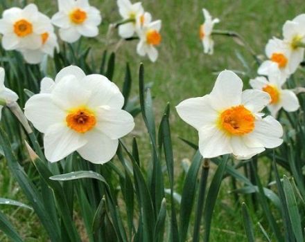 Paglalarawan ng mga uri ng daffodil Abba, mga patakaran sa pagtatanim at pangangalaga