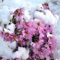 Hoe kun je chrysanten in de winter bewaren en regels schuilen in het open veld