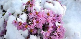 ¿Cómo se pueden salvar los crisantemos en invierno y las reglas de refugio en campo abierto?