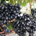 A Nadezhda Azos fajtájú szőlő előállításának leírása és története, gondozási és ültetési jellemzői